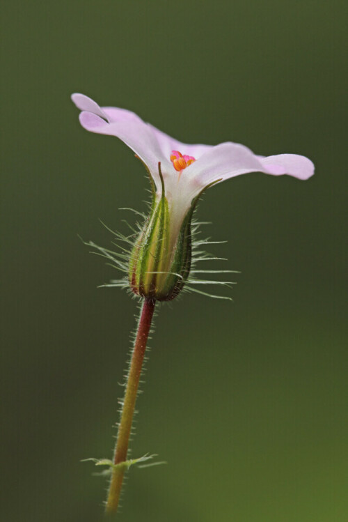 Ruprechtskraut, Geranium robertianum, Blüte

Aufnameort: Odenwald
Kamera: Canon EOS 60D, Objektiv 150mm Makro