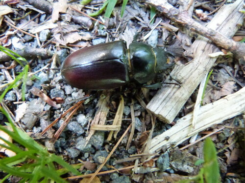 Hirschkäferweibchen. das erste, welches ich in diesem Jahr sehe. Sisind ja mittlerweile schon fast Raritäten.

Aufnameort: Egelsbach, Koberstadt
Kamera: Lumix FZ48