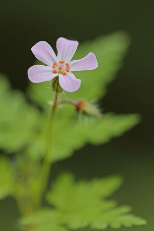 Ruprechtskraut, Geranium robertianum, Blüte

Aufnameort: Odenwald
Kamera: Canon EOS 60D, Objektiv 150mm Makro