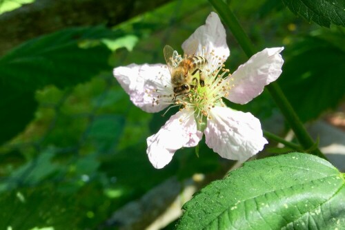 Biene auf Nektarsuche an einer Brombeerblüte

Aufnameort: Korbach
Kamera: iPhone SE