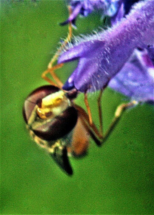 hainschwebfliege-episyrphus-balteatus-de-geer-1776-22913.jpeg