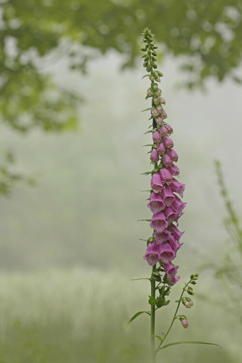 Roter Fingerhut, Digitalis purpurea

Aufnameort: Odenwald
Kamera: Canon EOS 60D, Objektiv 150mm Makro