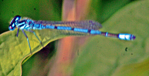 hufeisen-azurjungfer-coenagrion-puella-l-1758-22933.jpeg