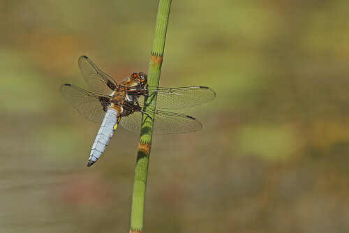 Plattbauch, Libellula depressa

Aufnameort: Odenwald
Kamera: Canon EOS 7D, Objektiv 100-400mm