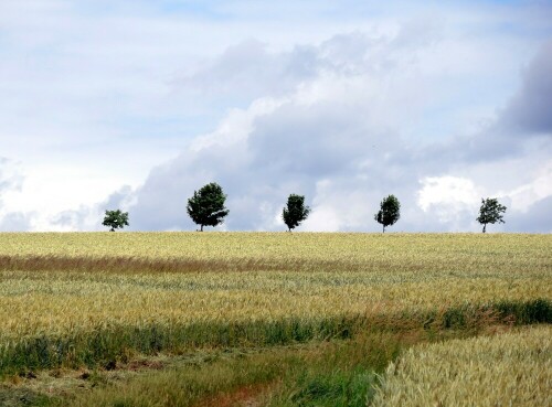 Eine Baumgruppe am Horizont bei stark bewöltem Himmel

Aufnameort: Steinwenden
Kamera: Nikon Coolpix P7800