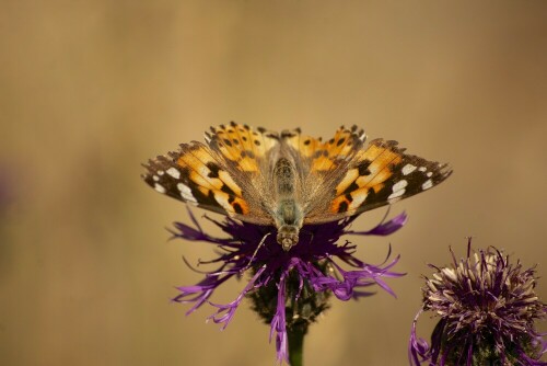 Distelfalter (Vanessa cardui) auf einer Distel im malerischen Schuld im Eifel-Ahrtal.

Aufnameort: Schuld, Eifel
Kamera: Pentax K100D Super