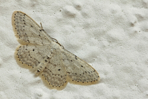 Grauer Zwergspanner, Idaea seriata

Aufnameort: Odenwald
Kamera: Canon EOS 60D, Objektiv 150mm Makro