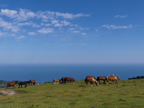 

Aufnameort: Spanien, bei Irun
Kamera: Panasonic Lumix FZ 300