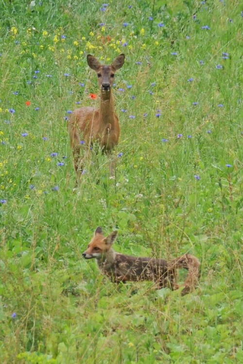 ricke-verscheucht-fuchs-22961.jpeg