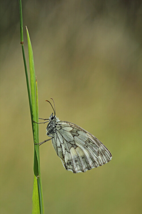 Schachbrettfalter (Melanargia galathea)

Aufnameort: Odenwald
Kamera: Canon EOS 60D, Objektiv 150mm Makro