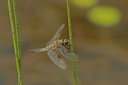 Vierfleck, Libellula quadrimaculata

Aufnameort: Odenwald
Kamera: Canon EOS 7D, Objektiv 100-400mm