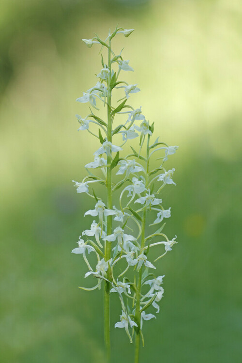 Waldhyazinthe, Platanthera

Aufnameort: Odenwald
Kamera: Canon EOS 7D, Objektiv 150mm Makro