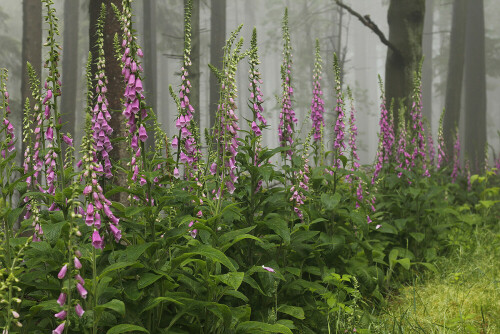 Roter Fingerhut, Digitalis purpurea

Aufnameort: Odenwald
Kamera: Canon EOS 60D, Objektiv 50mm