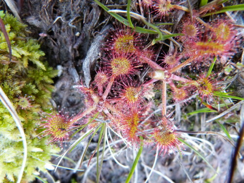 sonnentau-drosera-rotundilfolia-23142.jpeg