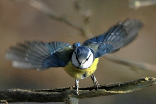 Abflug.....

Aufnameort: Wetterau - "Zwergwald"
Kamera: Nikon D 3000