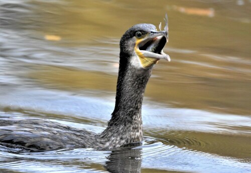 Kormoran auf Beutezug

Aufnameort: Wetterau
Kamera: Nikon D7200