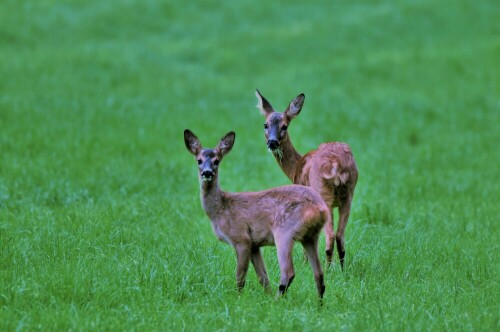 Ricke und Kitz bei Äsen

Aufnameort: Wetterau - am  "Honigberg"
Kamera: Nikon D7200