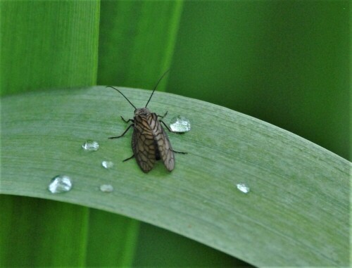 gemeine-wasserflorfliege-23011.jpeg