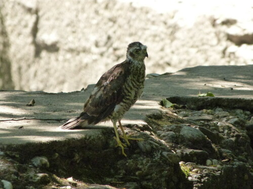 Dieses Sperberjunge saß an einem Wasserloch, als er von uns gestört wurde. Er konnte kaum fliegen und war noch nicht lange aus dem Nest.

Aufnameort: Cevennen/Südfrankreich
Kamera: Lumix FZ48