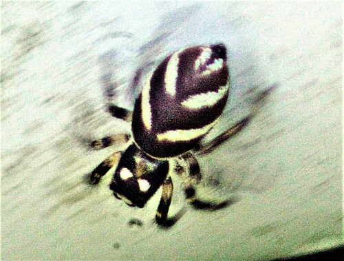 zebraspringspinne-salticus-scenicus-clerck-1757-23022.jpeg