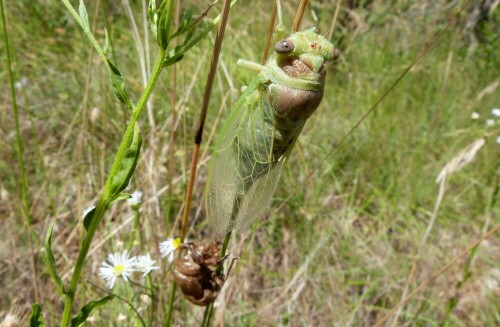 Bei einer Wanderung in den Cevennen/Südfrankreich fand ich
an diesem Tage die Zikaden in allen Stadien. Hier ist die frisch
geschlüpfte Zikade tibicen plebjus. Ein herrlicher Anblick, aber sehr schwer zu entdecken. Es sind schon Glücksfälle, so etwas zu sehen.

Aufnameort: Cevennen/Südfrankreich
Kamera: Lumix FZ48