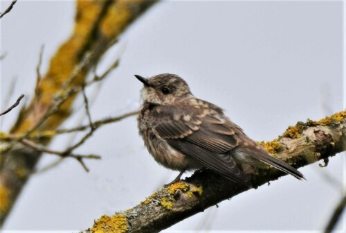 Heckenbraunelle - Jungvogel

Aufnameort: Wetterau
Kamera: Nikon D 300