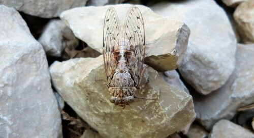 Es ist eins der filigransten und doch massivsten Tiere
des Südens.

Aufnameort: Cevennen/Südfrankreich
Kamera: Lumix FZ48