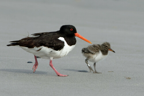 austerfischer-mit-jungvogel-helgoland-23770.jpeg