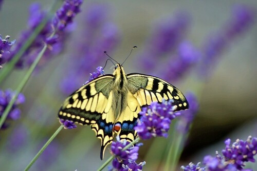 Schwalbenschwanz (Papilio machaon)

Diese Aufnahme war mit einigen Schwierigkeiten verbunden, aber es ist die erste Aufnahme eines Schwalbenschwanzes seit ca. 3 Jahren. An dem Tag ware es sehr windig und der Lavendel wippte stark mit dem Schmetterling hin und her. Viel Zeit hatte ich auch nicht da nach nur vier Aufnahmen der Schwalbenschwanz von zwei sich zankenden Kohlweißlingen vertrieben wurde. Ich bin dennoch froh dass mir wenigstens eine Aufnahme geglückt ist.

Aufnameort: Titz, heimischer Garten
Kamera: Pentax K100D Super