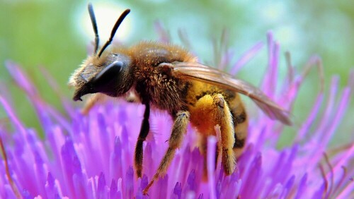 Honigbiene (Apis mellifera)

Dieses Foto wurde ebenfalls mit dem Super-Makromodus der MD86826 aufgenommen. Ich habe die Kamera schrittweise näher und näher langsam an die Biene herangeführt. Ich dachte oft die Biene fliegt weg, aber es war noch früh am Morgen und etwas kühl. Sie brauchte wohl noch etwas Zeit um losfliegen zu können. Die habe ich genutzt um dieses Foto zu erstellen.

Aufnameort: Kierdorf, Erftstadt
Kamera: MD86826 (Medion AG)