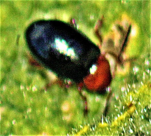 Jene Käferart gehört zu den Flokäfern sowie zur Familie der Blattkäfer(Chrysomelidae).
Der Malven-Erdfloh kann in Süd- wie Mitteleuropa vorkommen. 
Viele Flohkäfer können ähnlich wie Blattkäfer schädlich werden.
https://de.wikipedia.org/wiki/Podagrica_fuscicornis
http://www.insektenbox.de/kaefer/malver.htm

Aufnameort: Eiershausen
Kamera: Canon EOS 1300D