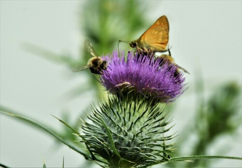 kommafalter-mit-bienen-auf-kratzdistelblute-23064.jpeg