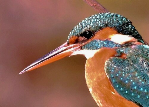 eisvogel-portrait-23069.jpeg