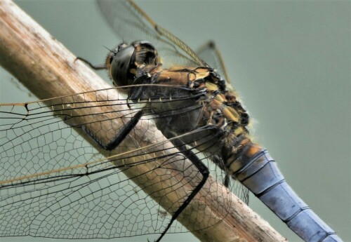 libelle-23070.jpeg