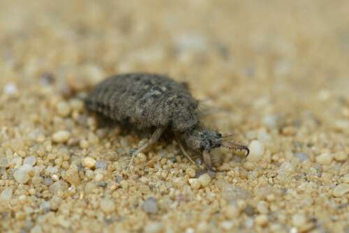 Ameisenlöwen bauen kleine Sandtrichter, in denen sie auf Beute lauern... Aus den Larven der Ameisenlöwen schlüpfen die Ameisenjungfern, die an Libellen erinnern aber zu den Netzflüglern gehören.

Aufnameort: Lüneburger Heide
Kamera: Sony A 77 II , 100 mm Makro