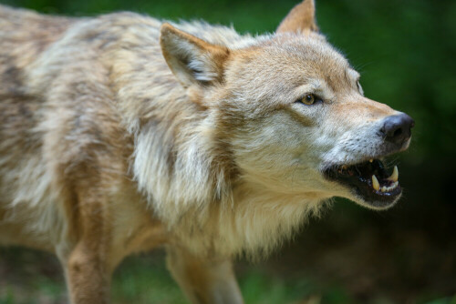 seitliches Portrait Mongolischer Wolf

Aufnameort: Wolfspark Werner Freund in Merzig
Kamera: Canon EOS 5D III