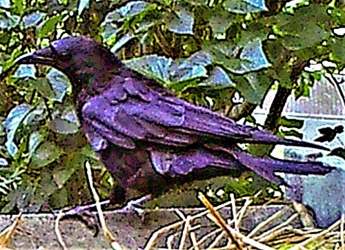 saatkrahe-corvus-frugilegus-l--23101.jpeg