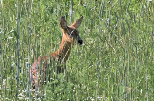 gutes Versteck, ist aber alles abgemäht,....

Aufnameort: Wetterau - am  "Honigberg"
Kamera: Nikon D7200