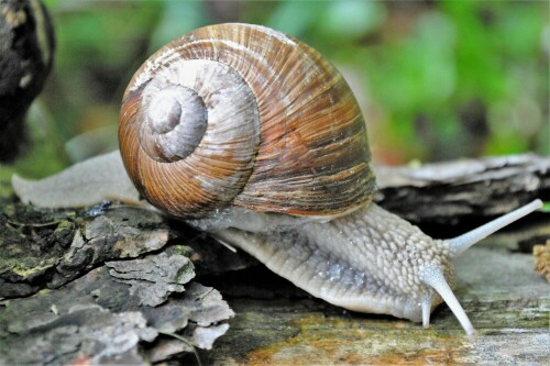 weinbergschnecke-23108.jpeg