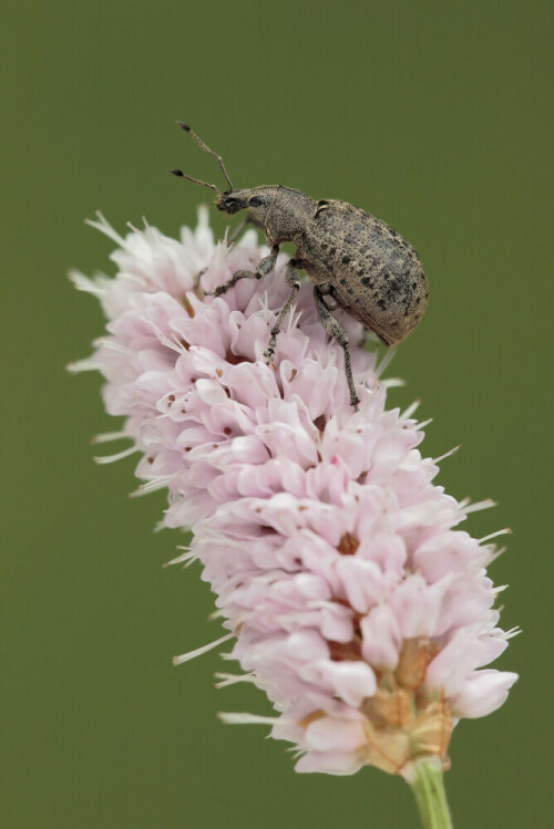 Würfelfleckrüssler, Liophloeus tessulatus

Aufnameort: Odenwald
Kamera: Canon EOS 60D, Objektiv 150mm Makro