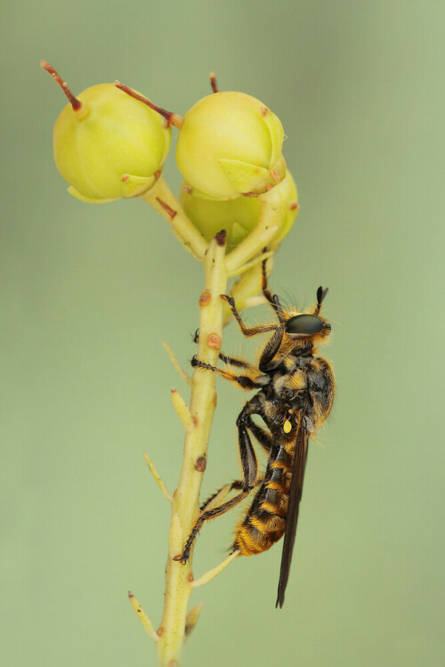 Choerades fimbriata, Fransen-Mordfliege, Raubfliege

Aufnameort: Odenwald
Kamera: Canon EOS 60D, Objektiv 150mm Makro