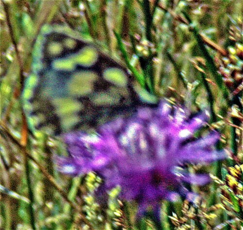 Das Schach- oder Damenbrett wurde als Schmetterling des Jahres
2019 ernannt.
https://de.wikipedia.org/wiki/Schachbrett_(Schmetterling)

Aufnameort: Östliche Wiesen des Rommelsberges - südlich von Eiershausen
Kamera: Canon EOS 1300D