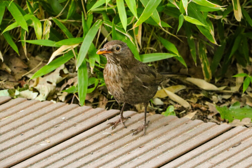 Amsel

Aufnameort: Berlin Zoo
Kamera: Eis80d