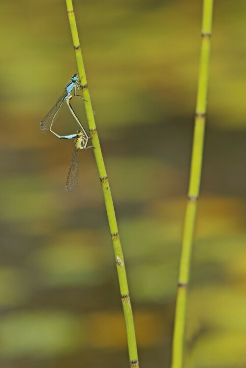 Libellen, Paarung, Paarungsrad

Aufnameort: Odenwald
Kamera: Canon EOS 7D, Objektiv 100-400mm