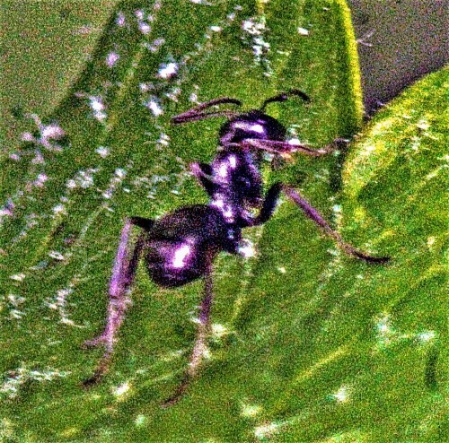 schwarze-wegameise-lasius-niger-l-1758-23149.jpeg