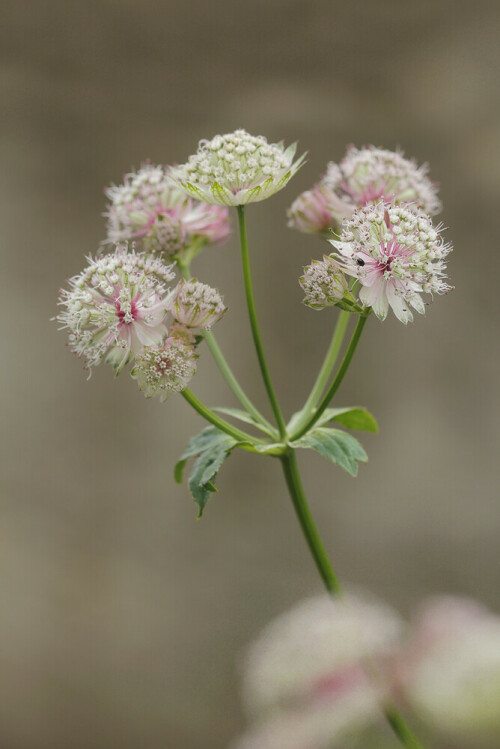 Große Sterndolde, Astrantia major

Aufnameort: Odenwald
Kamera: Canon EOS 60D, Objektiv 150mm Makro