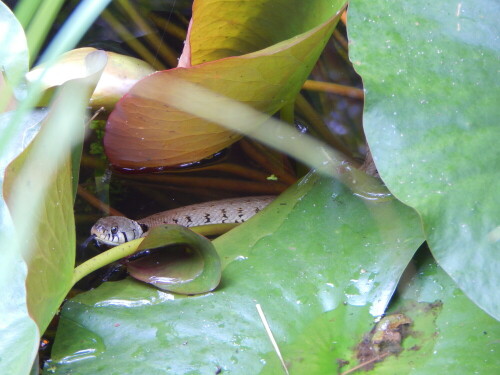 Regelrecht erschrocken war ich heute Vormittag, als ich in unserem Gartenteich zwischen den Seerosenblättern einen recht großen Schlangenkörper ausmachte, der eindeutig nicht einer normalen Ringelnatter gehörte! Der Körper war mehr als daumendick und geschätzte 80 cm lang. An anderer Stelle sah ich den Kopf und schnell holte ich meine Kamera! Nach zwei Fotos tauchte sie leider ab, aber mit etwas Geduld erschien sie an anderer Stelle wieder. Meine Recherche im Internet ergab, dass es sich um die neu in Deutschland beschriebene Barrenringelnatter handeln muß.

Aufnameort: 66646 Marpingen, Gartenteich
Kamera: Nikon Coolpix L830