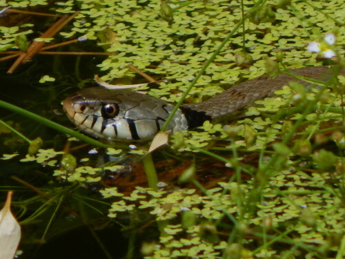 Lauert in unserem Gartenteich auf Molche u.a.

Aufnameort: 66646 Marpingen, Gartenteich
Kamera: Nikon Coolpix L830