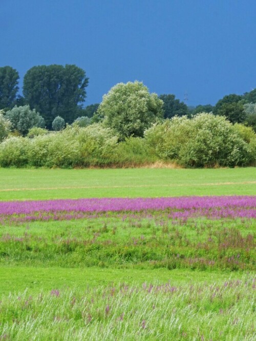 gewitter-mit-blutweiderich-23172.jpeg