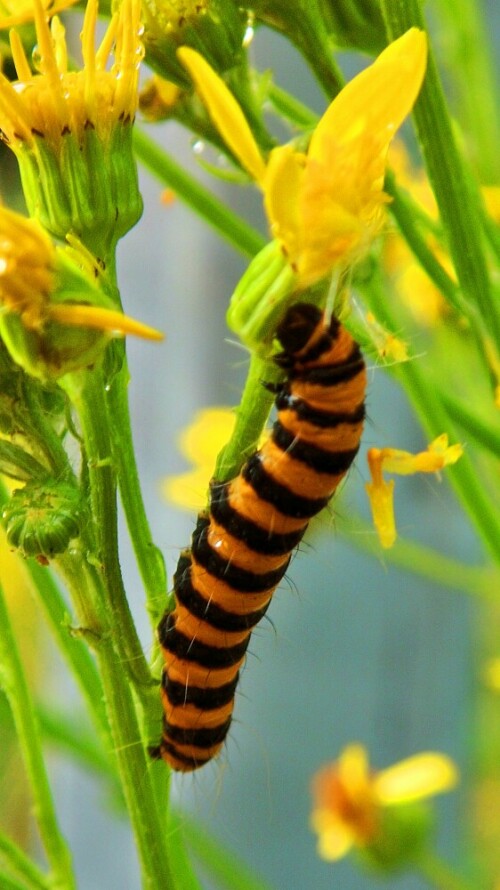 Raupe des Jakobsbär (Tyria jacobaeae)

Bei einem Abendspaziergang sind mir an manchen Blumen, Raupen des Jakobsbären aufgefallen. Die MD86826 hat einen Supermakromodus. Dies erlaubt die Kamera sehr, sehr nah an das Objekt, hier die Raupe zu bringen. Nach einigen Versuchen konnte ich dieses tolle Bild machen.

Aufnameort: Wenholthausen
Kamera: MD86826 (Medion AG)